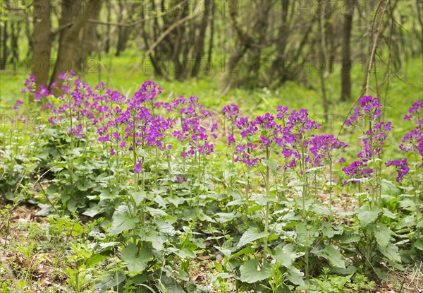 Dame's Rocket (Hesperis matronalis)