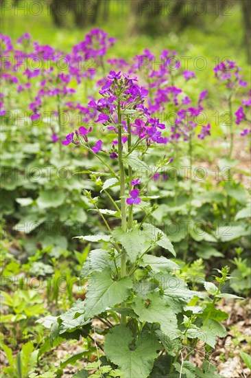 Dame's Rocket (Hesperis matronalis)