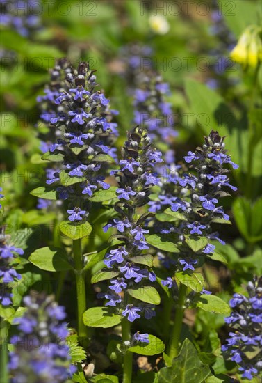 Bugleweed (Ajuga reptans)