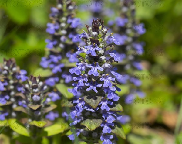 Bugleweed (Ajuga reptans)