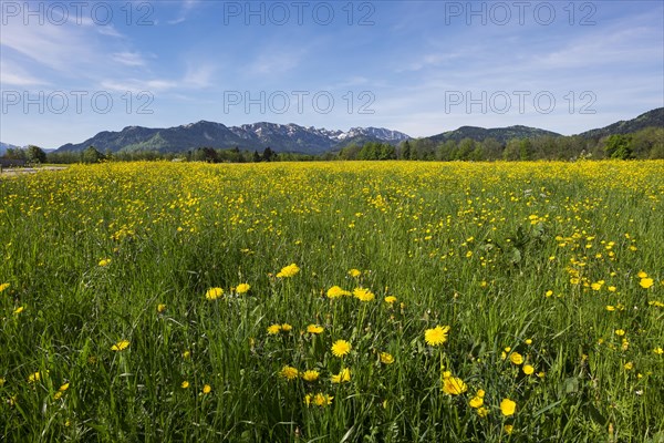 Spring meadow with dandelions and buttercups