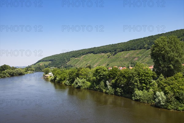 River Main and vineyards