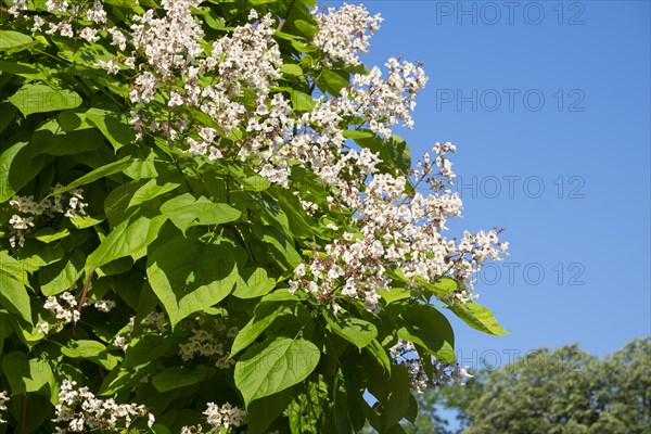 Blossoming Southern Catalpa (Catalpa bignonioides)