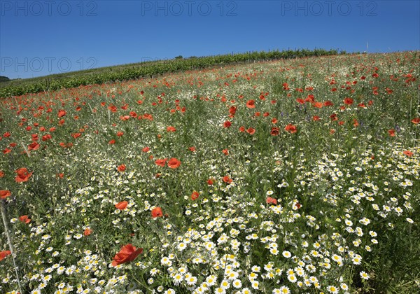 Flower meadow with poppies (Papaver rhoeas) and daisies (Leucanthemum)