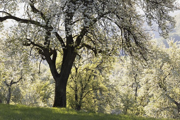 Flowering pear trees