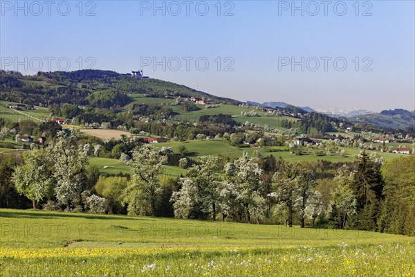 Sonntagberg with flowering pear trees