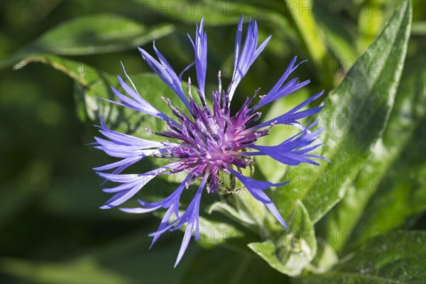 Perennial cornflower (Centaurea montana)