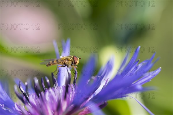 Hoverfly (Epistrophe sp) on flower of perennial cornflower (Centaurea montana)