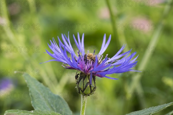 Honeybee (Apis mellifera) on perennial cornflower (Centaurea montana)