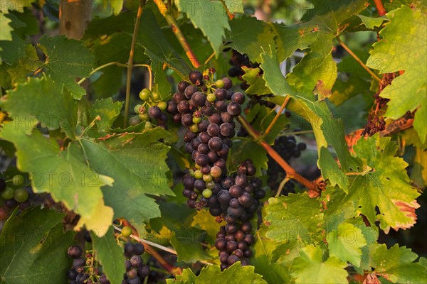 Red grapes on the vine