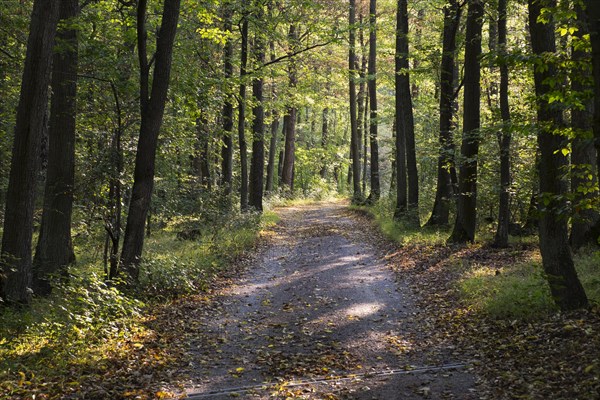 Forest road in the Grainberg-Kalbenstein nature reserve