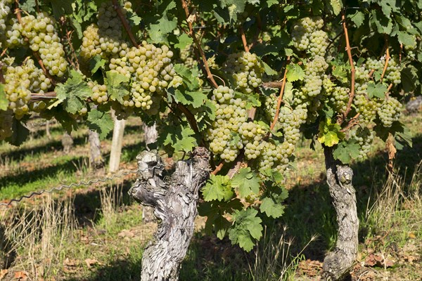 White wine grapes on the vine