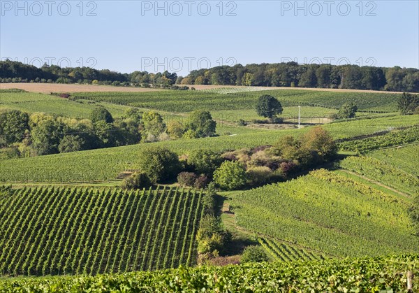 Vineyards near Escherndorf