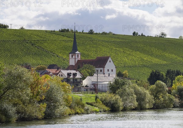 Stammheim am Main with vineyards at Stammheimer Eselsberg