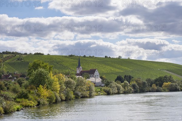 Stammheim am Main with vineyards at Stammheimer Eselsberg