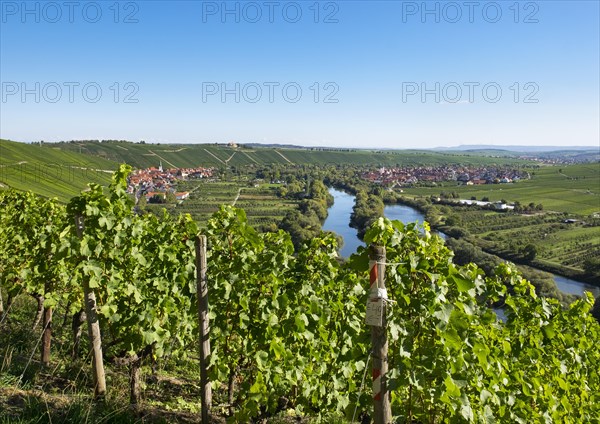 Vineyard by the Main