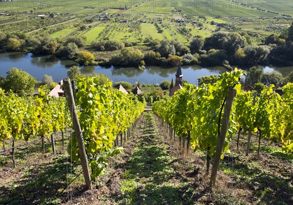 Vineyard with the village of Kohler and the Main
