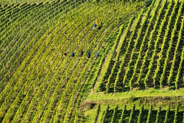 Grape harvest in vineyard at Escher village