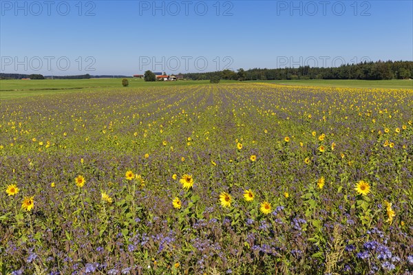 Field of sunflowers (Helianthus) and lacy phacelia (Phacelia tanacetifolia)