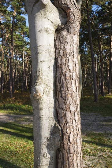 Twisted trees