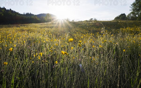 Spring meadow in the morning sun