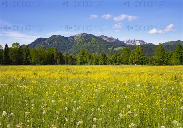 Flower meadow in Untersteinbach at Gaissach with Brauneck and Benediktenwand