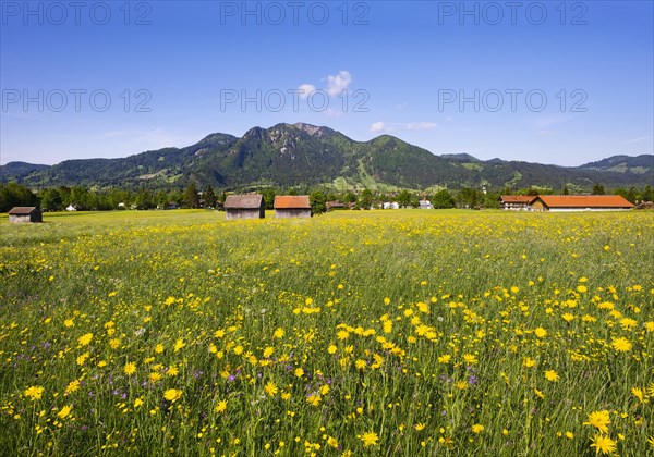 Spring meadow with Meadow Salsify (Tragopogon pratensis)