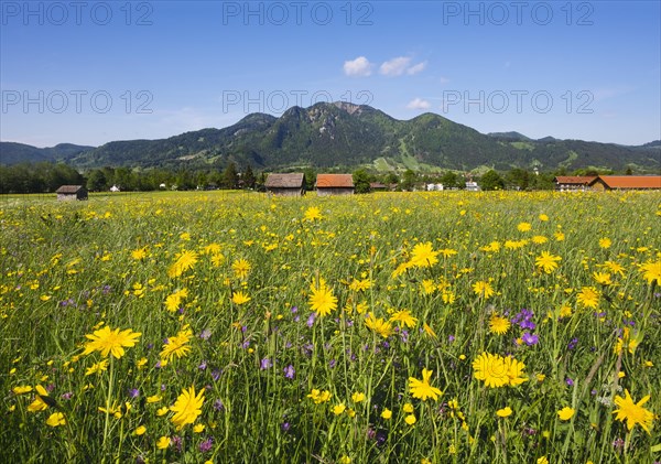 Spring meadow with Meadow Salsify (Tragopogon pratensis)