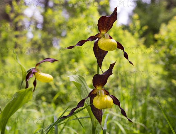 Lady's slipper orchid (Cypripedium calceolus)