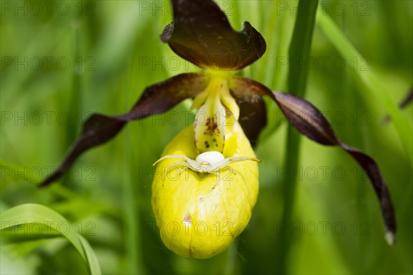 Crab spider (Misumena vatia) on a Lady's slipper orchid (Cypripedium calceolus)