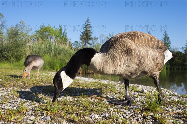 Canada geese (Branta canadensis)