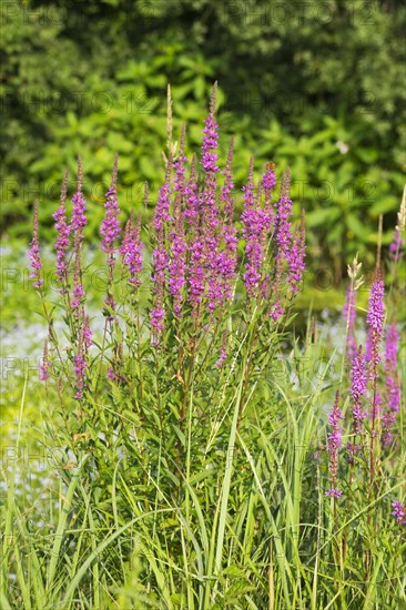 Purple-loosestrife (Lythrum salicaria)