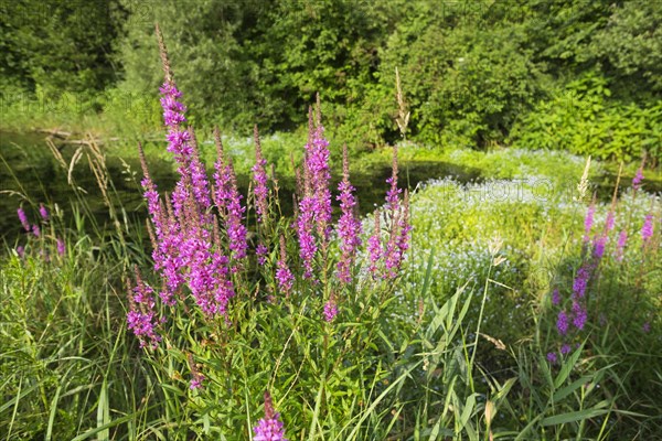 Purple-loosestrife (Lythrum salicaria)