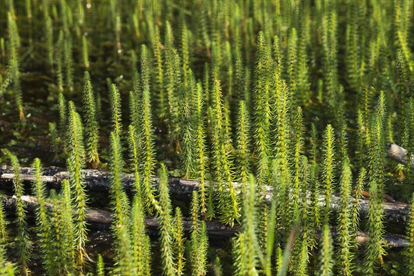 Mare's tail (Hippuris vulgaris)