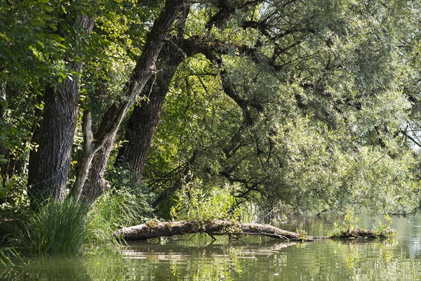 Ickinger Reservoir in the Nature Reserve Isarauen