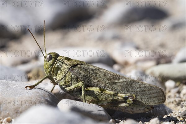 Rattle grasshopper (Psophus stridulus)