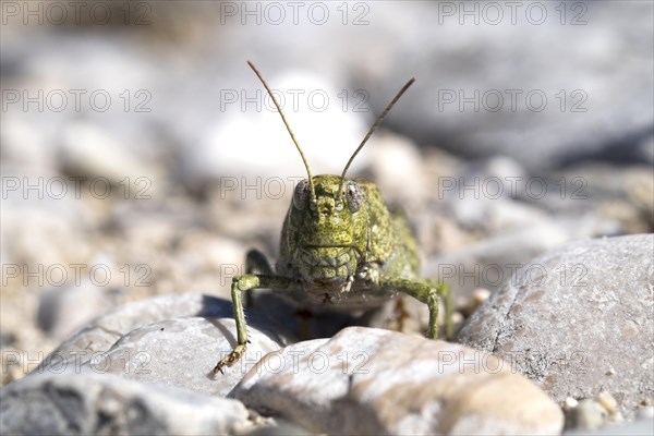 Rattle grasshopper (Psophus stridulus)