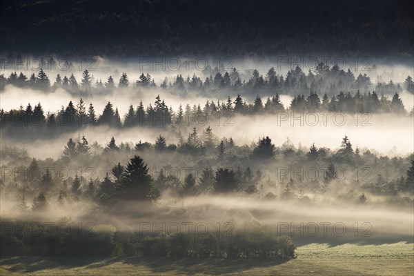 Morning mist over the Puppiger Au in the Nature Reserve Isarauen