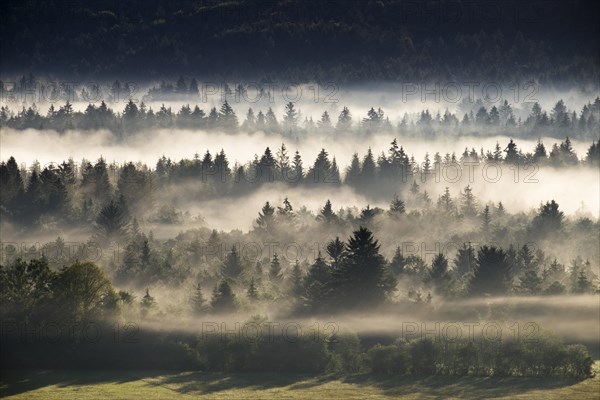 Morning mist over the Puppiger Au in the Nature Reserve Isarauen