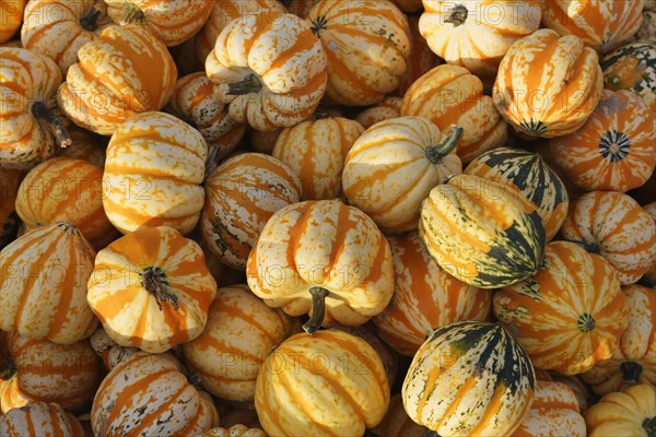 Microwave pumpkins