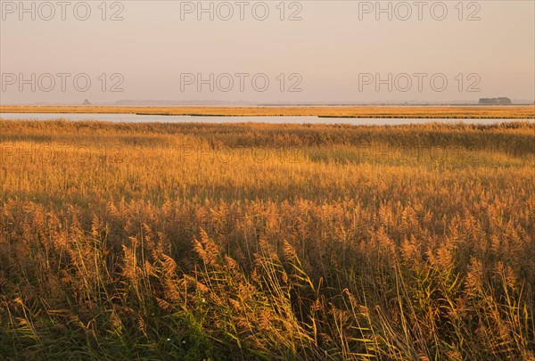 Reed belt at Barth Bodden