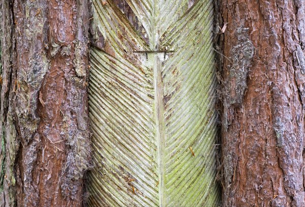 Pine trunk with bark stripped away to obtain resin