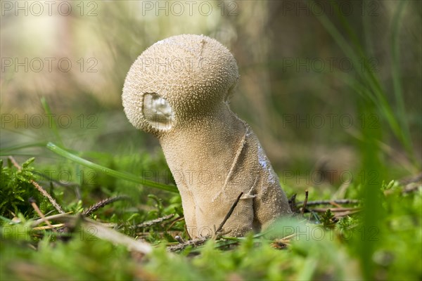 Pestle puffball or long-stemmed puffball (Lycoperdon excipuliforme)