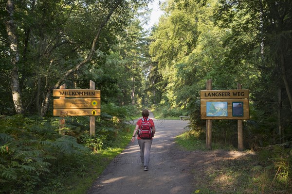 Forest trail