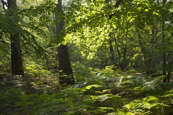 Mixed forest with bracken (Pteridium aquilinum)