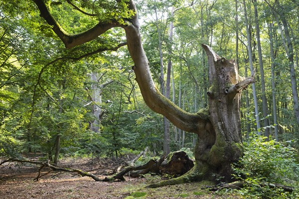 Old gnarled beech (Fagus sylvatica)