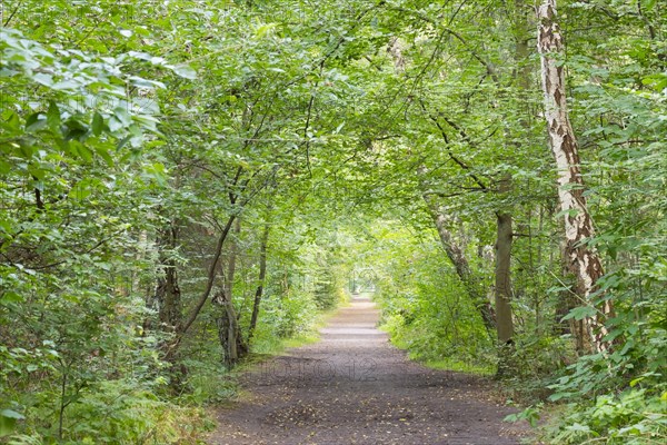 Forest paths