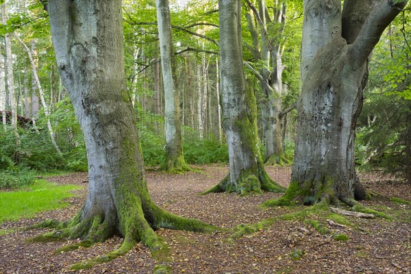 Old beeches (Fagus sylvatica)