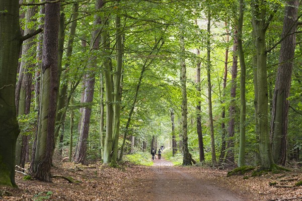 Forest paths