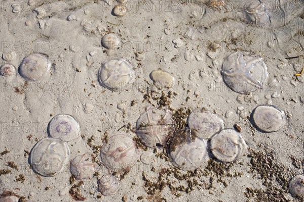 Moon jellyfish